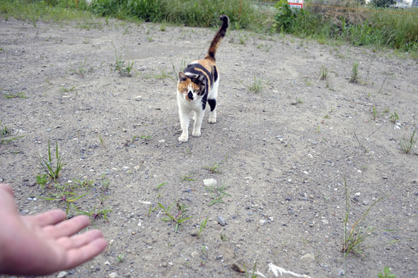 うちのとらまる