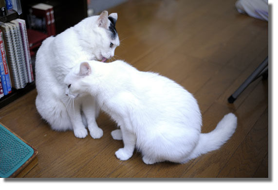 うちのとらまる
