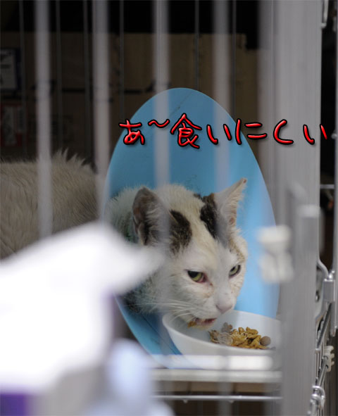 うちのとらまる