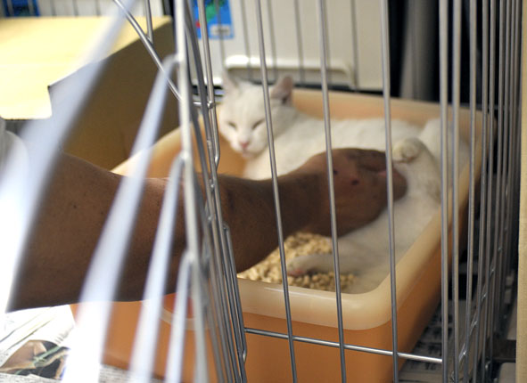 うちのとらまる