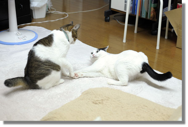 うちのとらまる