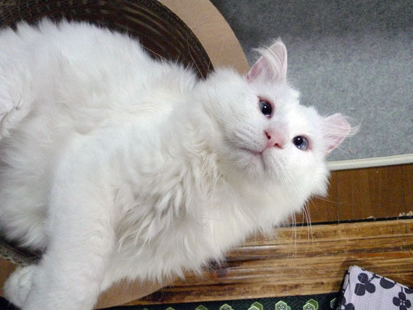 うちのとらまる