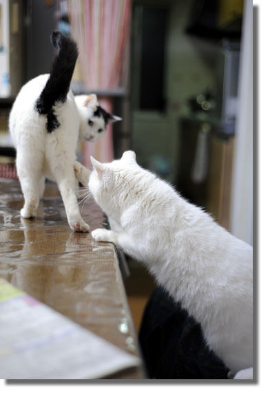 うちのとらまる