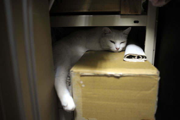 うちのとらまる