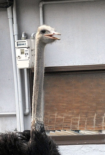 うちのとらまる