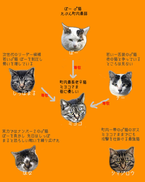 うちのとらまる