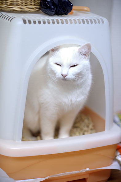 うちのとらまる