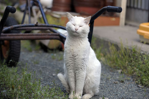 うちのとらまる