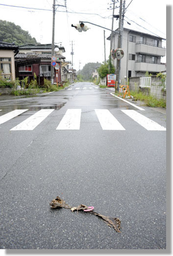 うちのとらまる