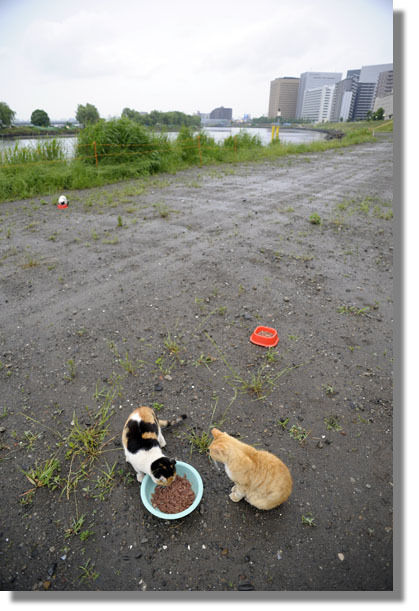 うちのとらまる