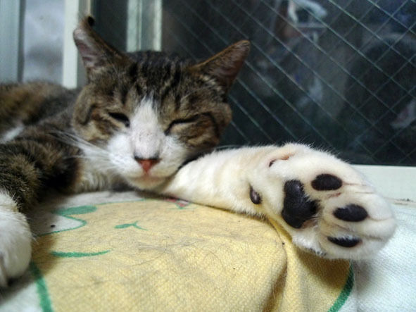 うちのとらまる