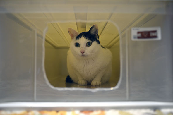 うちのとらまる