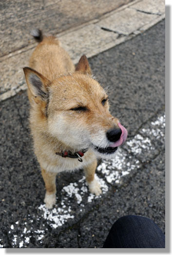 うちのとらまる