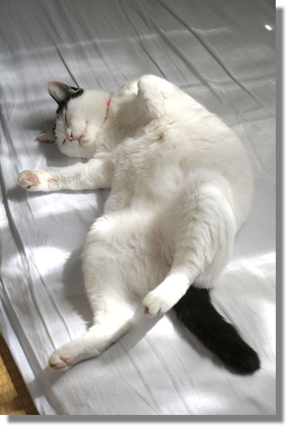 うちのとらまる