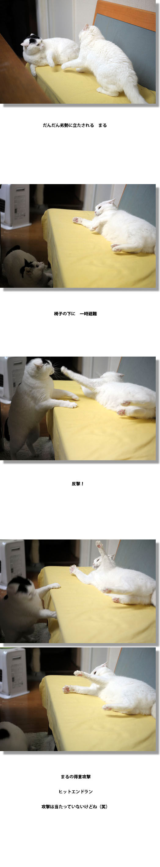 うちのとらまる