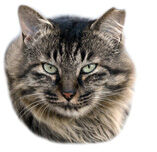 スモールはる姉さん