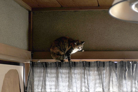 うちのとらまる
