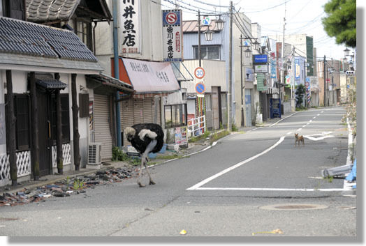 うちのとらまる