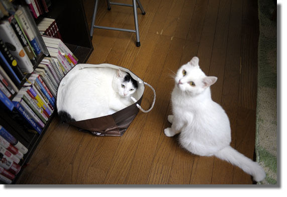 うちのとらまる