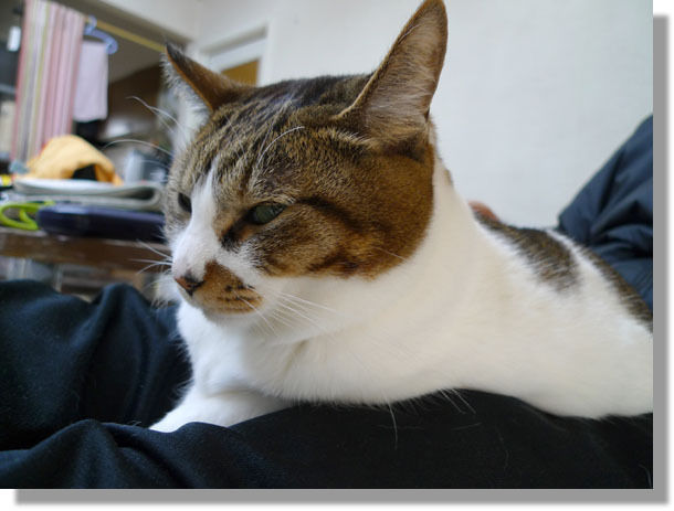 うちのとらまる