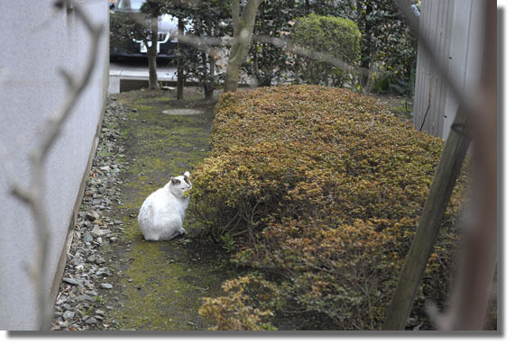 うちのとらまる