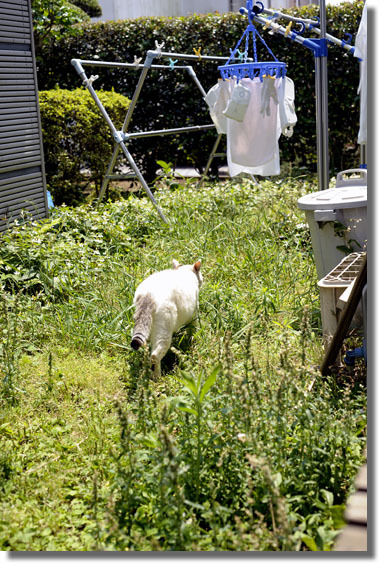 うちのとらまる