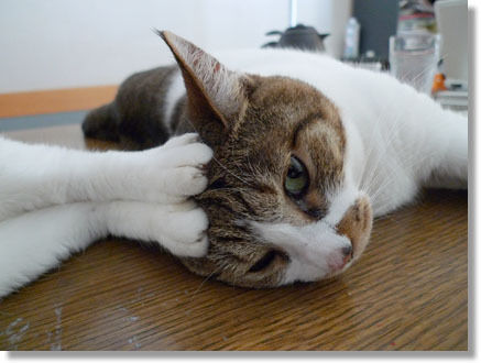 うちのとらまる