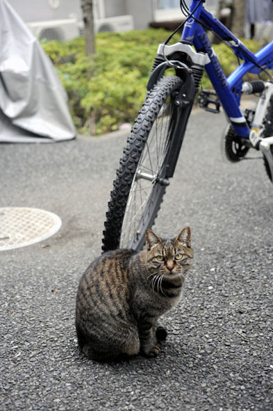 うちのとらまる