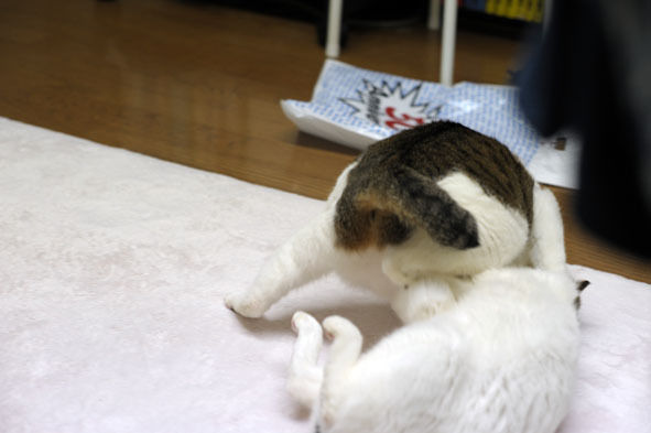 うちのとらまる