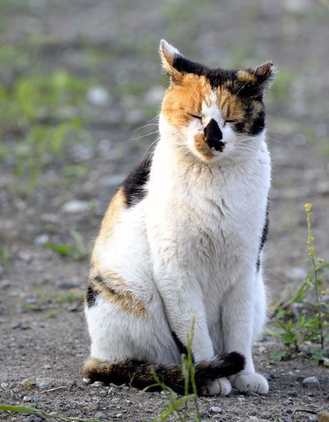 うちのとらまる