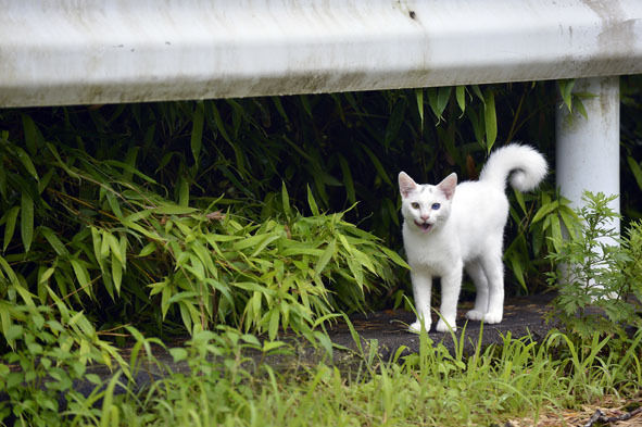 うちのとらまる