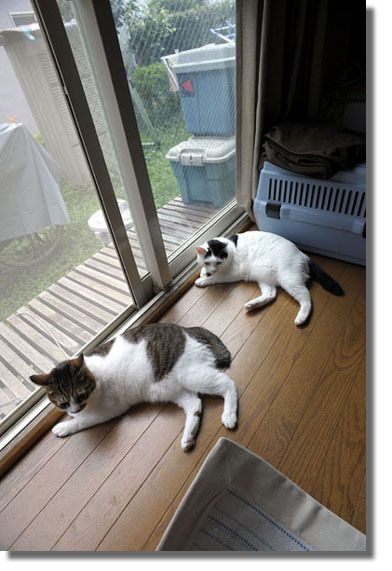 うちのとらまる
