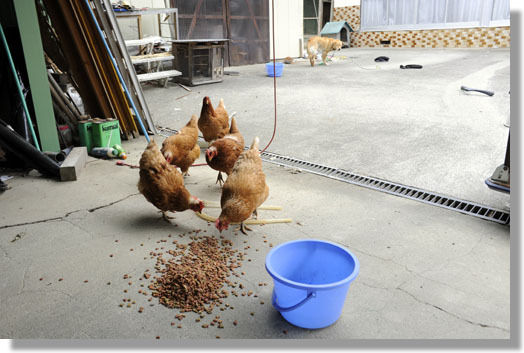 うちのとらまる