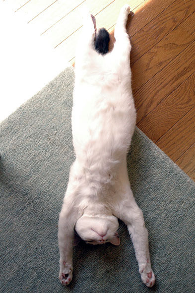 うちのとらまる