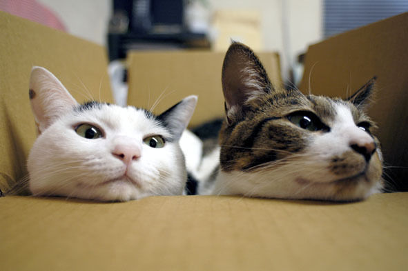 うちのとらまる