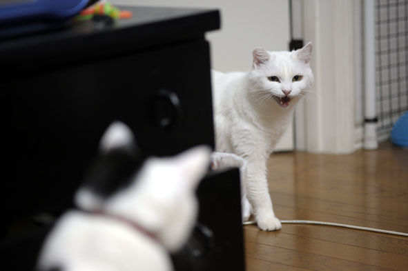 うちのとらまる