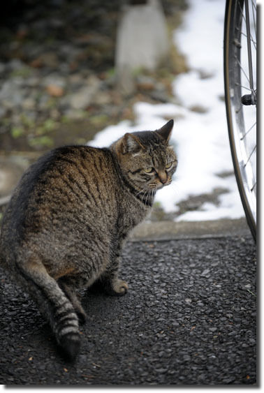 うちのとらまる