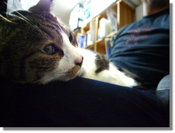 うちのとらまる