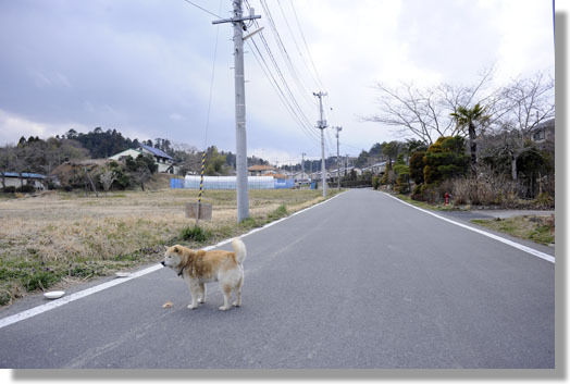 うちのとらまる