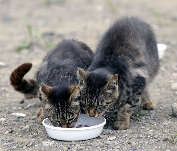 うちのとらまる