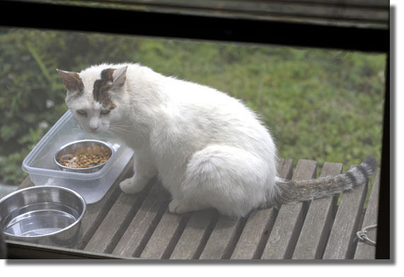 うちのとらまる