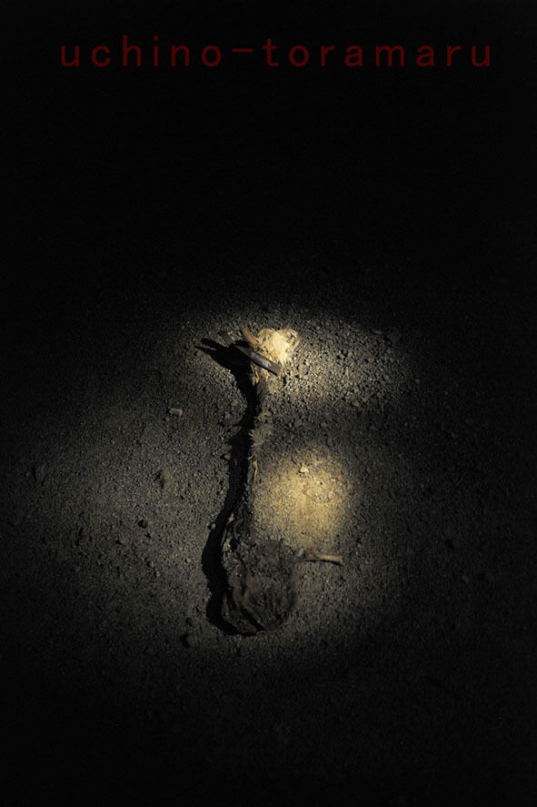 うちのとらまる