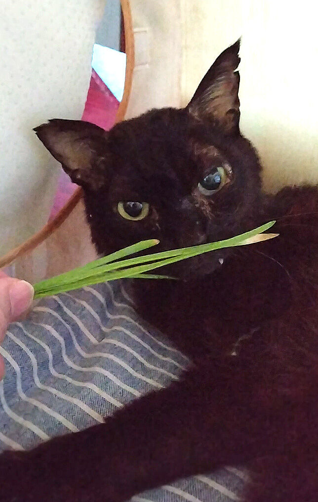 kurota