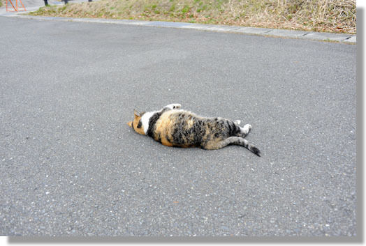 うちのとらまる
