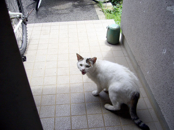 うちのとらまる