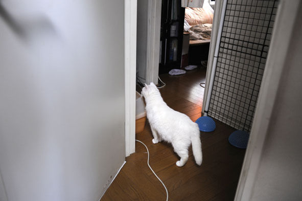 うちのとらまる
