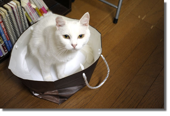 うちのとらまる