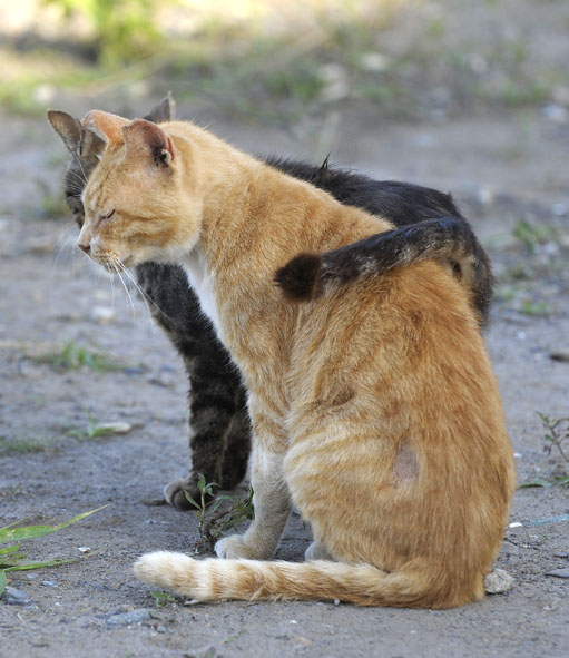 うちのとらまる