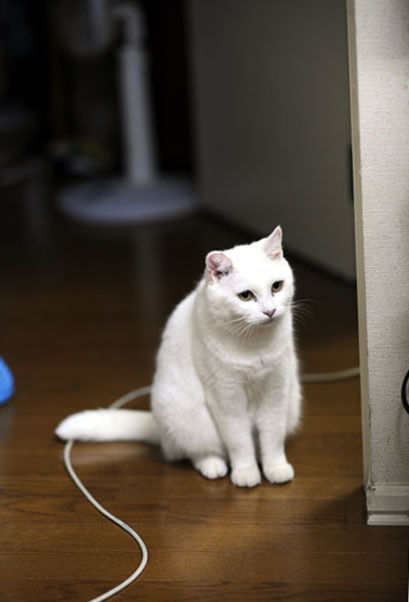 うちのとらまる
