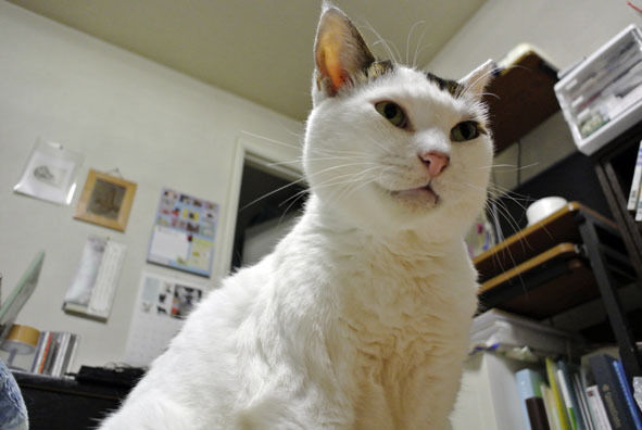 うちのとらまる